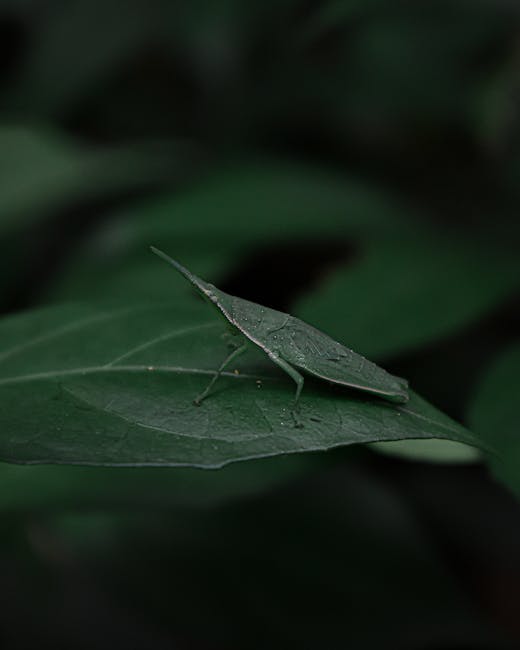 A close-up image of a green insect resembling a katydid, resting on a large, dark green leaf with visible veins and slightly textured surface. The insect has long, slender legs and antennae, blending