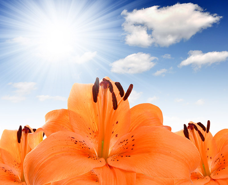 tulips lilies