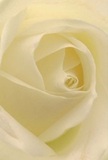 This image draws you right into the intimate heart of a cream-ivory rose, as though you are cradled within its tender petals-the very essence of Cranham's tranquil charm. The petals spiral gently outward, their textures feather-light and perfectly formed, with subtle shadows softening the spaces between each fold. Diffused sunlight lingers over the bloom, enhancing the ethereal tones of white and softly blushed cream, reminiscent of peaceful mornings near Cranham Common. The mood radiates calm and gentle hope-a quiet assurance that resonates when offering sympathy, admiration, or celebrating new beginnings. For Cranham Flowers, this rose stands as the purest symbol of reverence, skillfully crafted to evoke both beauty and sincerity. The sweet, understated fragrance seems to lift from the blossom, conjuring a sense of heartfelt connection and the care woven into every arrangement sent throughout Cranham. This close perspective captures not just the flower itself, but the emotion, artistry, and community spirit that defines the thoughtful work of local florists.